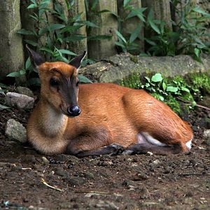 Javan muntjac (Muntiacus muntjak muntjak)