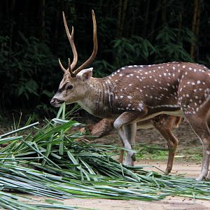 chital or cheetal (Axis axis)