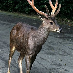 Javan rusa or Sunda sambar (Rusa timorensis)