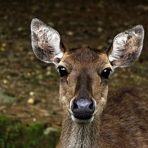 Javan rusa or Sunda sambar (Rusa timorensis)