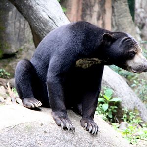 SSP ID? Borneo sun bear (Helarctos malayanus euryspilus)