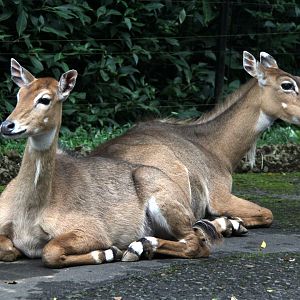 nilgai (Boselaphus tragocamelus)
