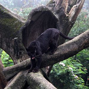 jaguar (Panthera onca)