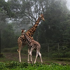 Nubian giraffe (Giraffa camelopardalis camelopardalis)