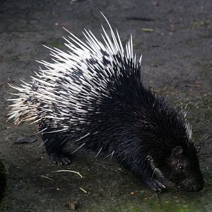 Sumatran porcupine (Hystrix sumatrae)