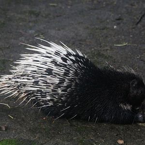 Sumatran porcupine (Hystrix sumatrae)