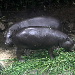 pygmy hippopotamus (Choeropsis liberiensis)