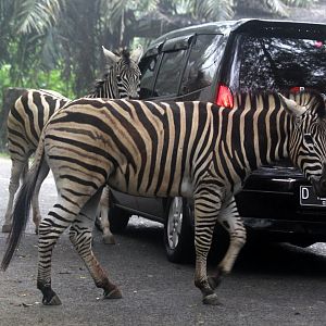 zebra crossing