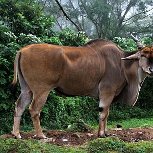 common eland (Taurotragus oryx)