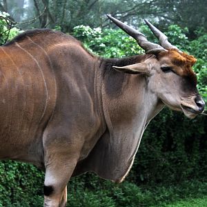 common eland (Taurotragus oryx)