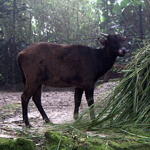 lowland anoa (Bubalus depressicornis)