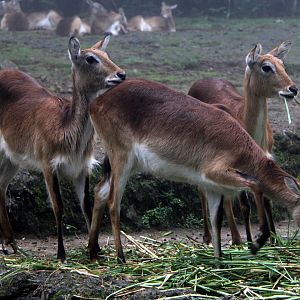 lechwe (Kobus leche)