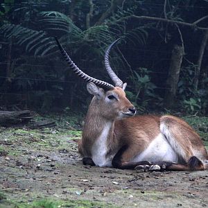 lechwe (Kobus leche)