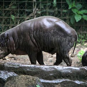 North Sulawesi babirusa (Babyrousa celebensis)