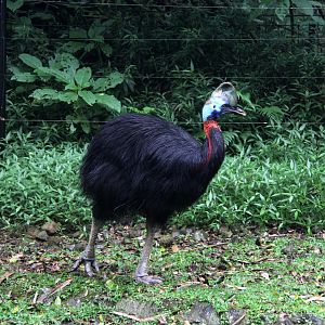 Cassowary