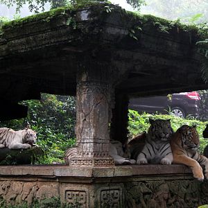 Tiger (Panthera tigris tigris)