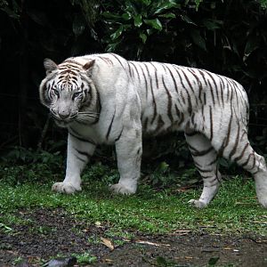 White Tiger (Panthera tigris tigris)