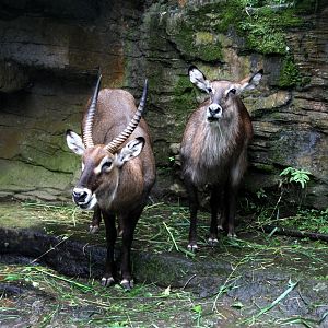 waterbuck (Kobus ellipsiprymnus)