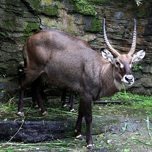 waterbuck (Kobus ellipsiprymnus)