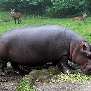 common hippopotamus (Hippopotamus amphibius)