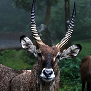 waterbuck (Kobus ellipsiprymnus)