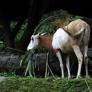 scimitar-horned oryx (Oryx dammah)