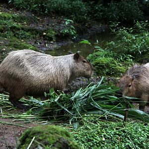 capybara (Hydrochoerus hydrochaeris)