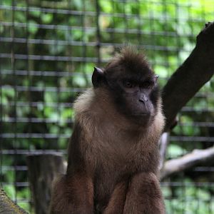 Pagai Island macaque (Macaca pagensis)