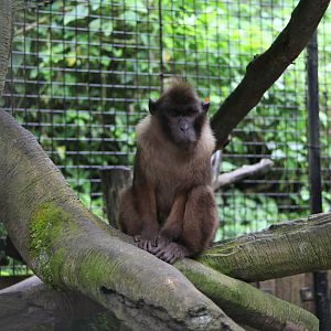 Pagai Island macaque (Macaca pagensis)