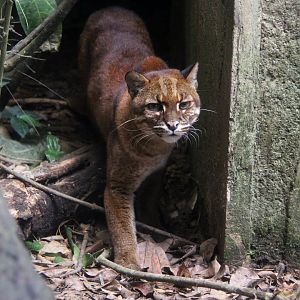 Asian golden cat (Catopuma temminckii)