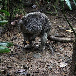 grizzled tree-kangaroo (Dendrolagus inustus)