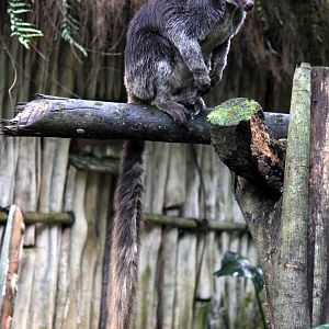 grizzled tree-kangaroo (Dendrolagus inustus)