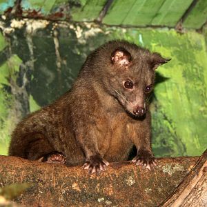 golden wet-zone palm civet (Paradoxurus aureus)