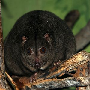 Sulawesi dwarf cuscus (Strigocuscus celebensis)