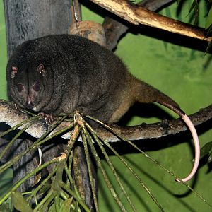 Sulawesi dwarf cuscus (Strigocuscus celebensis)