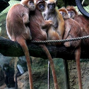 Javan lutung (Trachypithecus auratus)