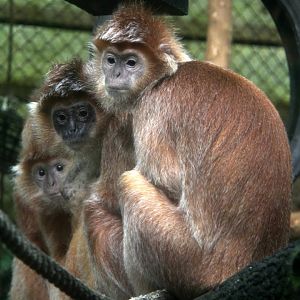 Javan lutung (Trachypithecus auratus)