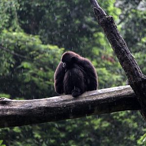 Kloss's gibbon or dwarf siamang (Hylobates klossii)