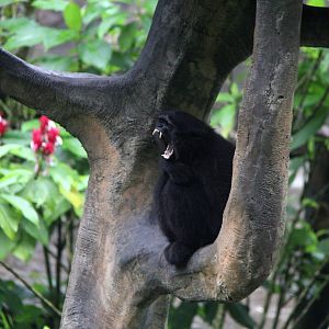 Kloss's gibbon or dwarf siamang (Hylobates klossii)