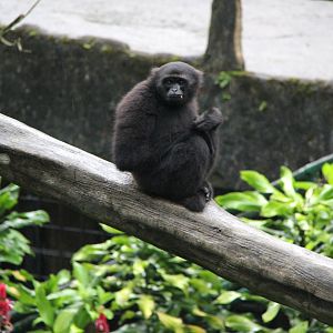 Kloss's gibbon or dwarf siamang (Hylobates klossii)