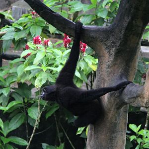 Kloss's gibbon or dwarf siamang (Hylobates klossii)
