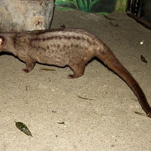 golden wet-zone palm civet (Paradoxurus aureus)