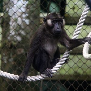 Siberut macaque (Macaca siberu)