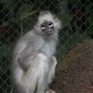 Sumatran surili or Mitred leaf monkey (Presbytis melalophos)