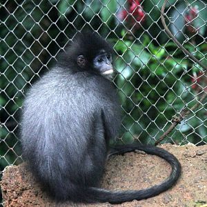 Javan surili (Presbytis comata)