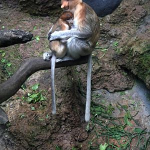 proboscis monkey (Nasalis larvatus)