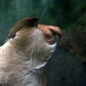 proboscis monkey (Nasalis larvatus)