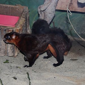 red giant flying squirrel (Petaurista petaurista)