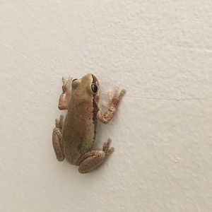 Desert Tree Frog (Litoria rubella)