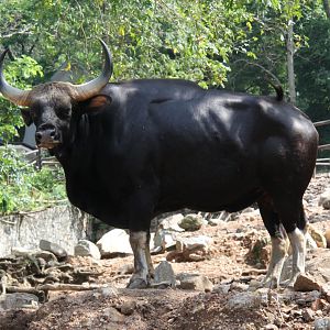 Domestic gayal (Bos frontalis frontalis)